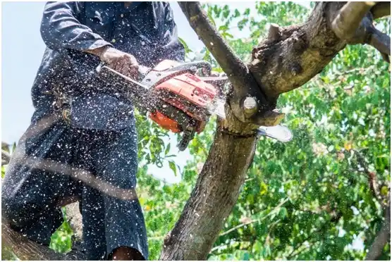 tree services Naples